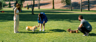 Dogs and owners at dog park