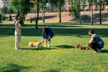 Dogs and owners at dog park