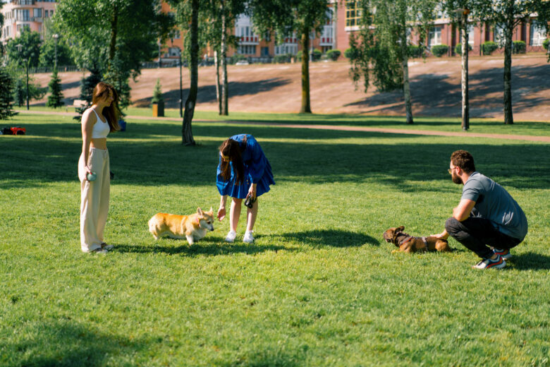 Dogs and owners at dog park